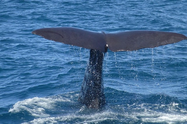 whale watching halifax nova scotia