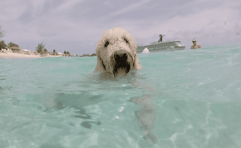 A curly-haired dog is seen swimming in clear, turquoise water near a beach. In the background, a cruise ship and a person standing in the water are visible under a partly cloudy sky. The shoreline features some greenery and buildings, with Jack's Shack offering a cozy spot nearby.