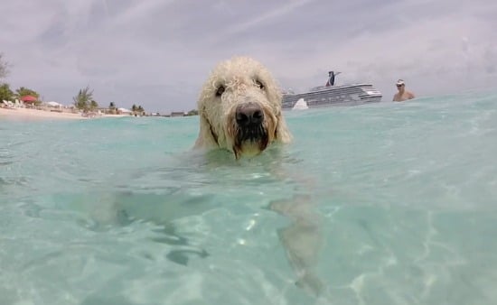 Topher the dog at Jack's Shack going for a swim.