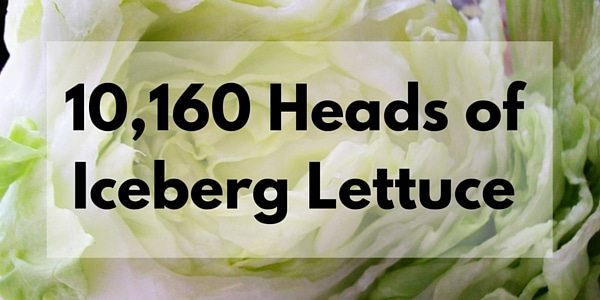 10,160 Heads of Iceberg Lettuce