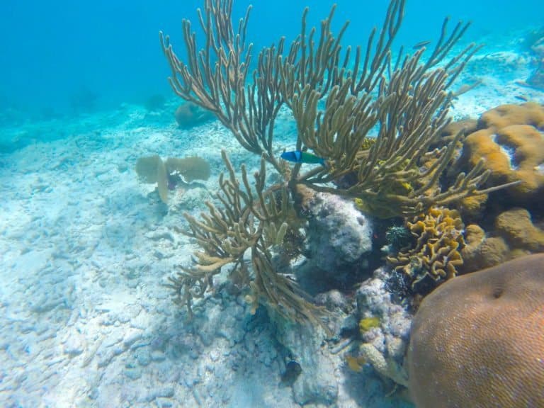 Snorkeling Wonders of Barrier Reef in Belize