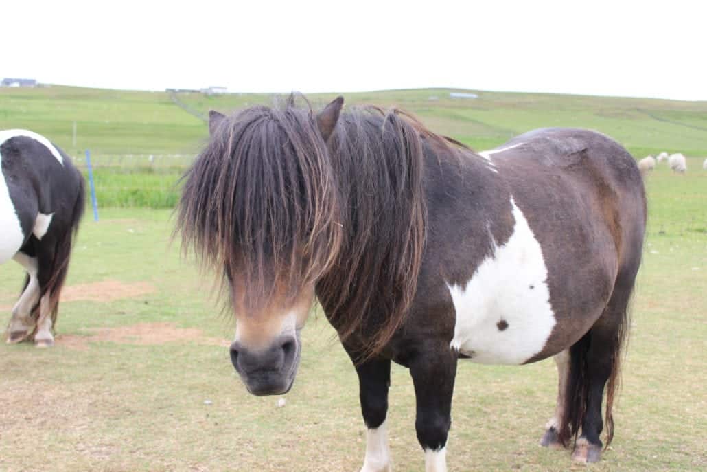 shetland ponies scotland