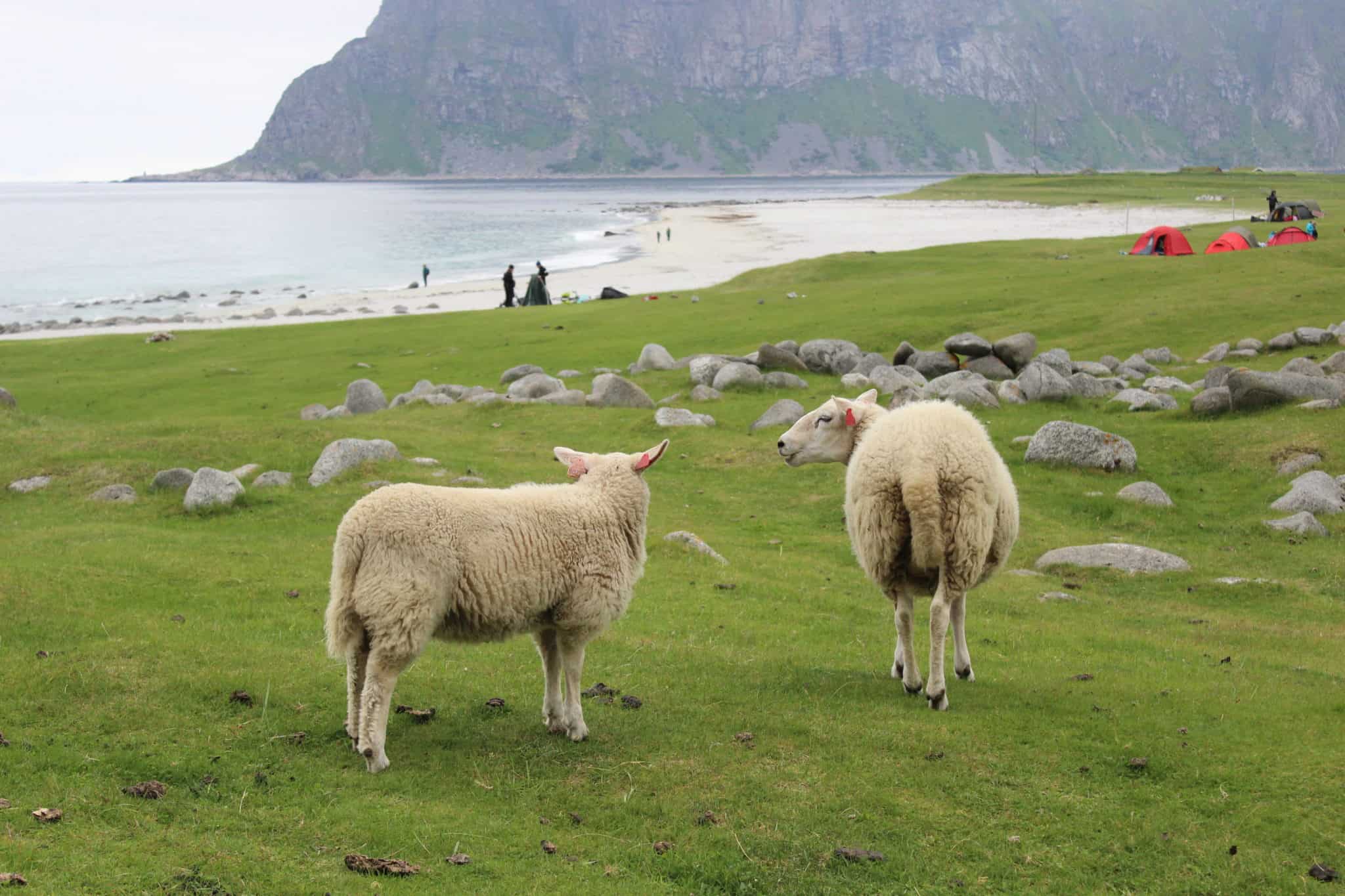 viking sky lofoten norway