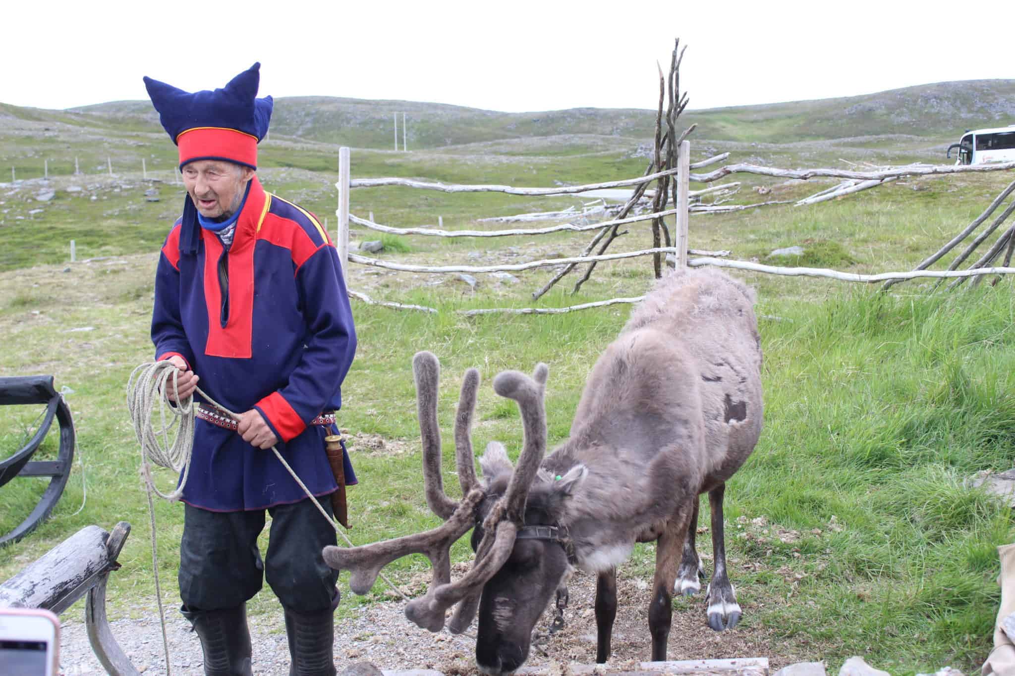 norway reindeer