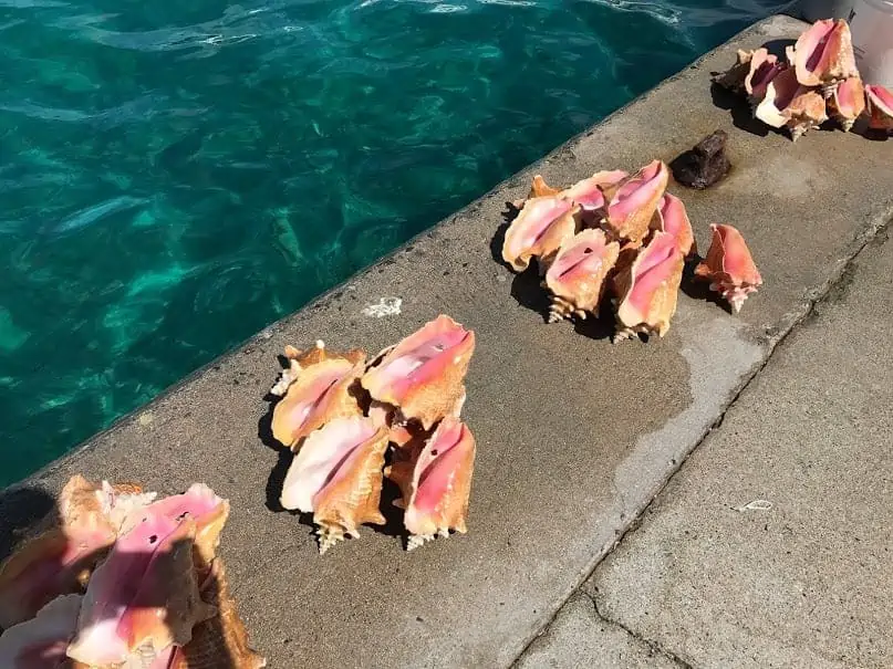 conch shells nassau