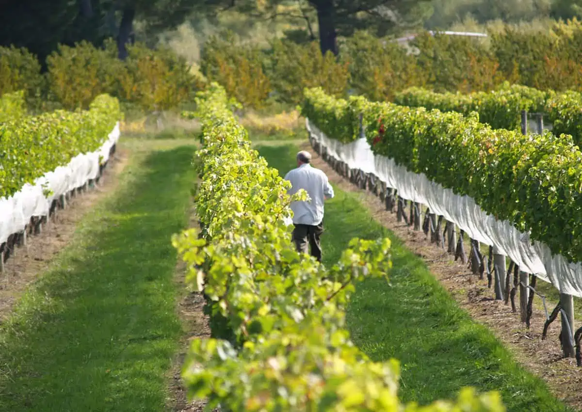 Napier 74903 Wineries of Hawkes Bay 2