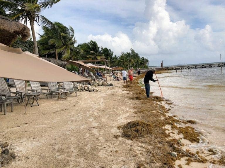A person rakes seaweed on a sandy beach lined with lounge chairs and umbrellas. Some people relax under the shade. Palm trees sway in the breeze, and a wooden pier extends into the ocean. The sky is partly cloudy.