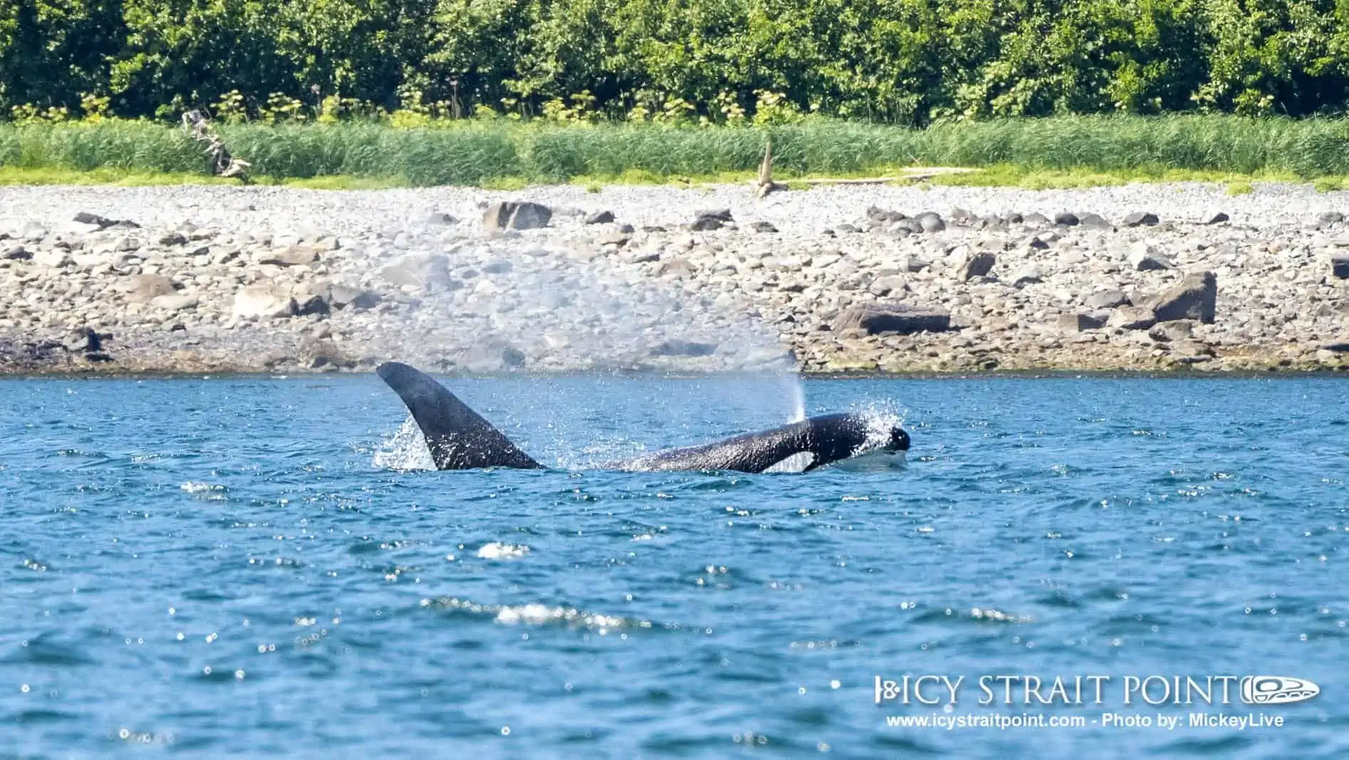 Icy Strait Point Whale Watching 