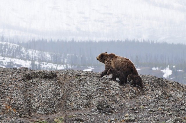 Brown Bears Alaska Prince William Sound