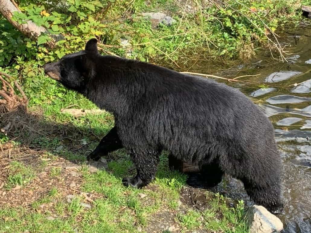 brown bear in alaska