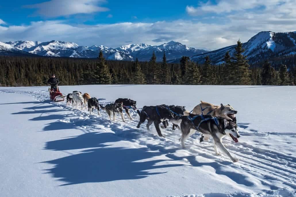 A team of sled dogs is pulling a musher on a sled through a snowy landscape in Denali National Park. The scene is set in a mountainous area with evergreen trees, clear blue skies, and distant snow-capped peaks in the background. The dogs are in motion, creating tracks in the Alaskan snow.