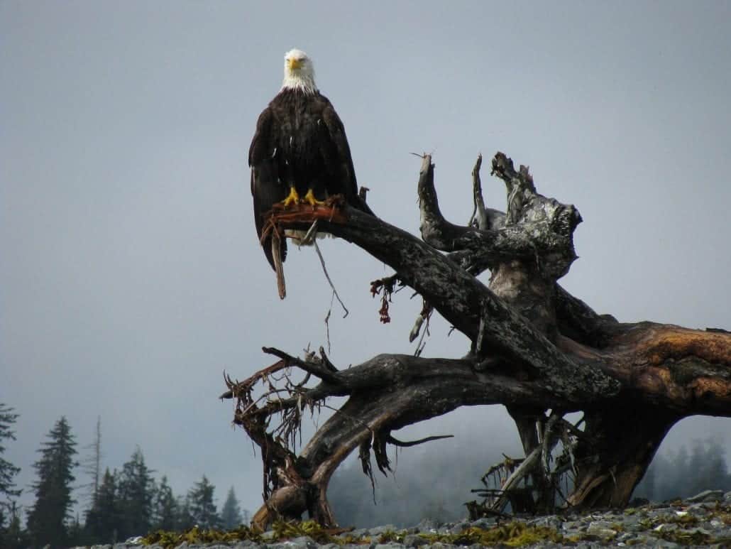 Dawes Glaciers Alaska Cruise