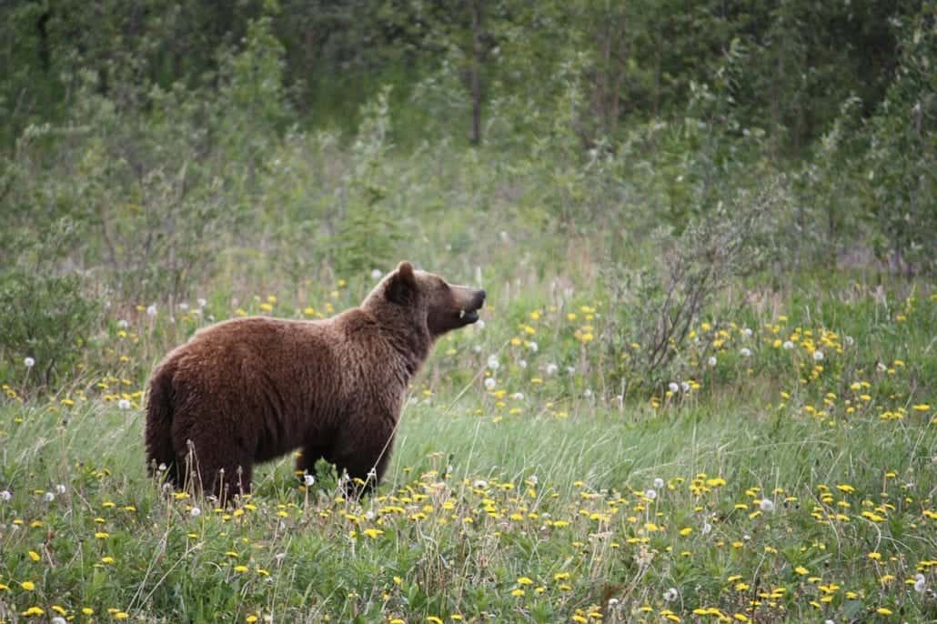 A grizzly bear in Haines, Alaska 