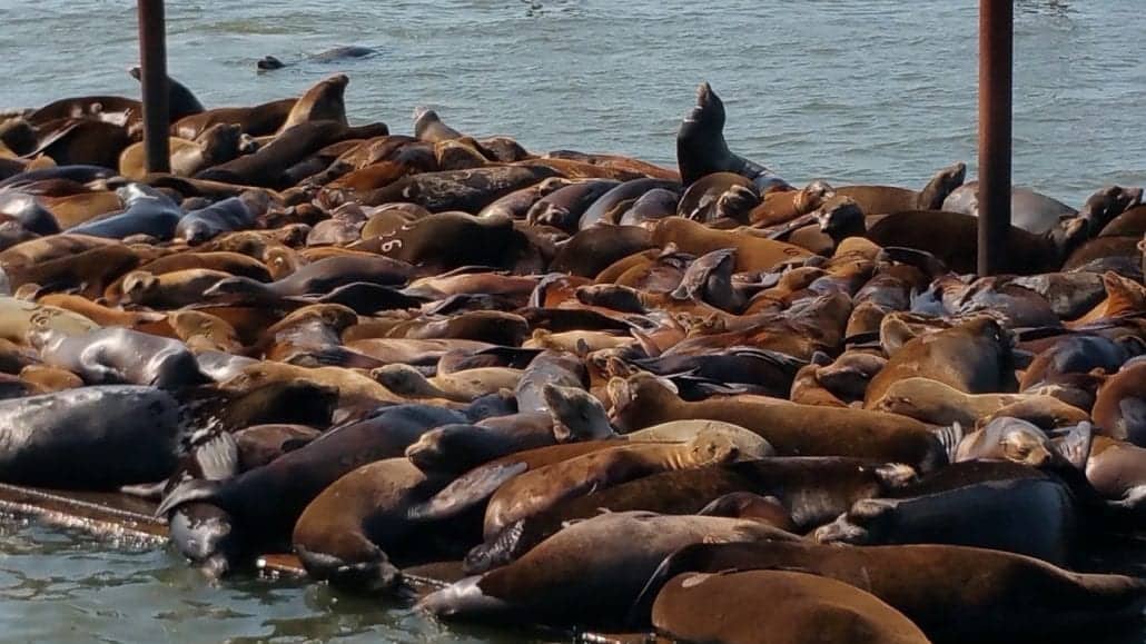 Pacific sea lions