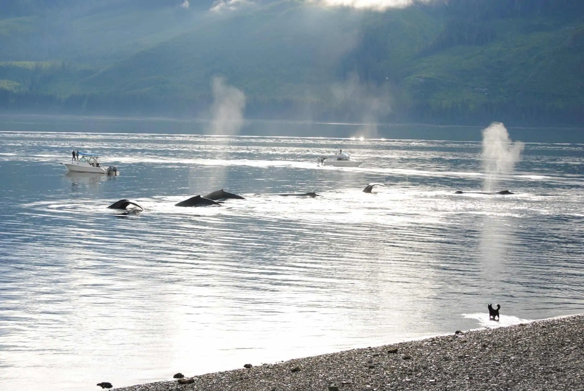 icy strait point whales beach alaska hoonah