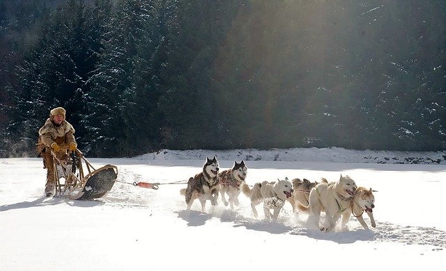 Dog Sledding Alaska