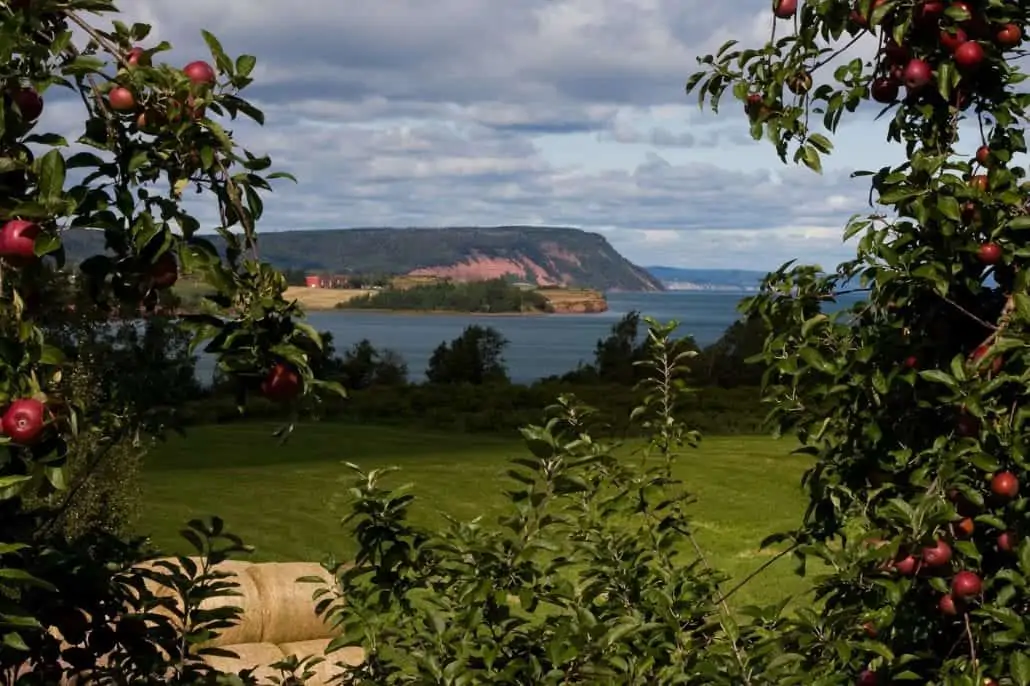 A scenic view of a bay near Halifax Cruise Port, with a distant hillside under a partly cloudy sky. In the foreground, apple trees with ripe red apples frame the scene. There is a grassy field and rolled hay bales near the bottom of the image.