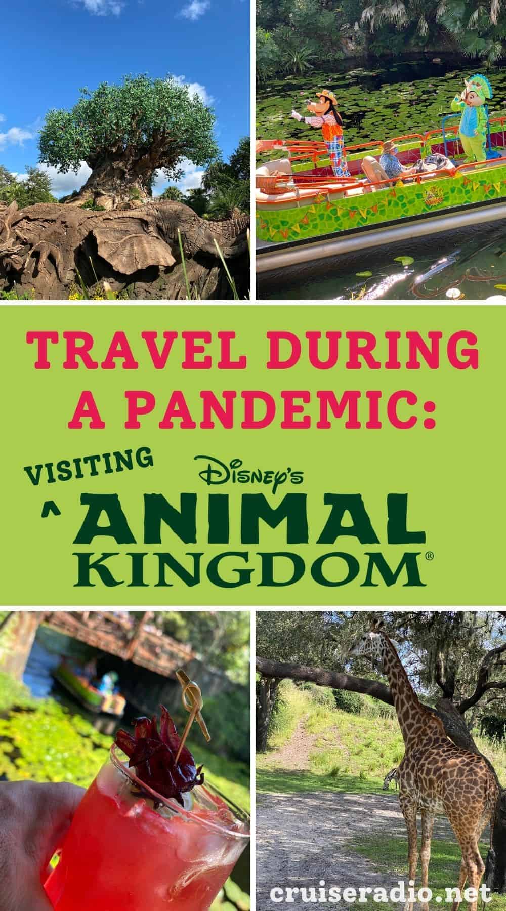 travel during a pandemic: visiting disney's animal kingdom in florida