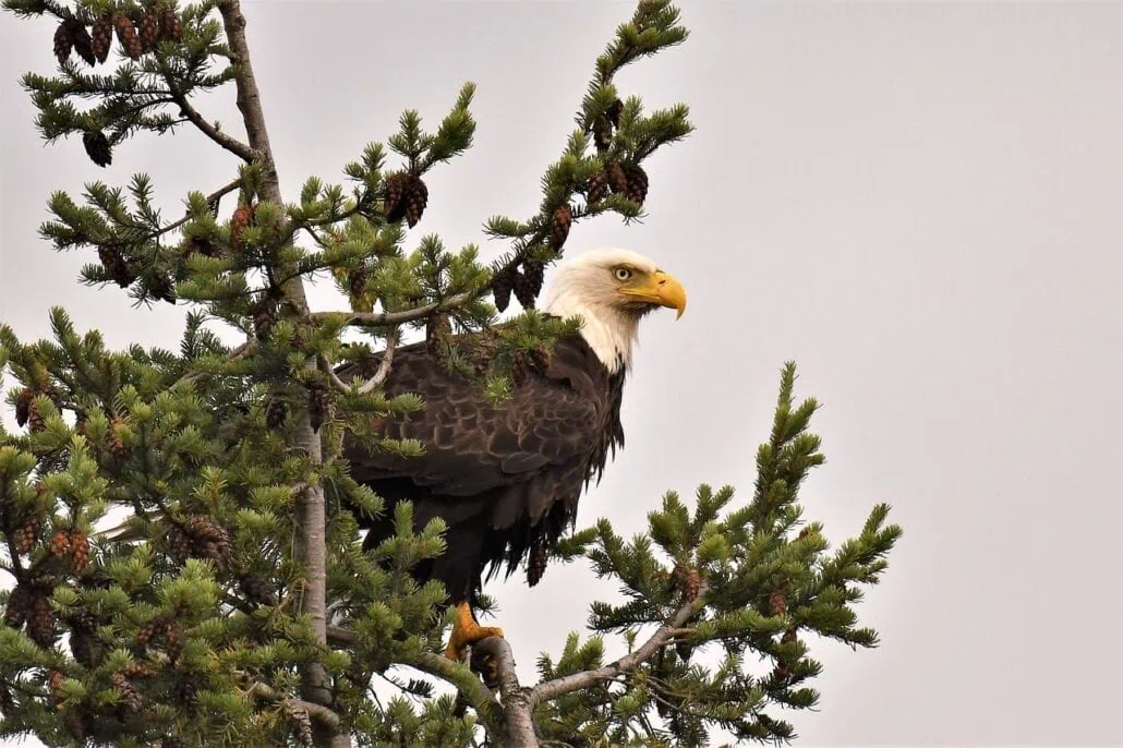 A bald eagle perched on a tree branch, surrounded by green pine needles and cones, against the gray sky of Haines, Alaska.