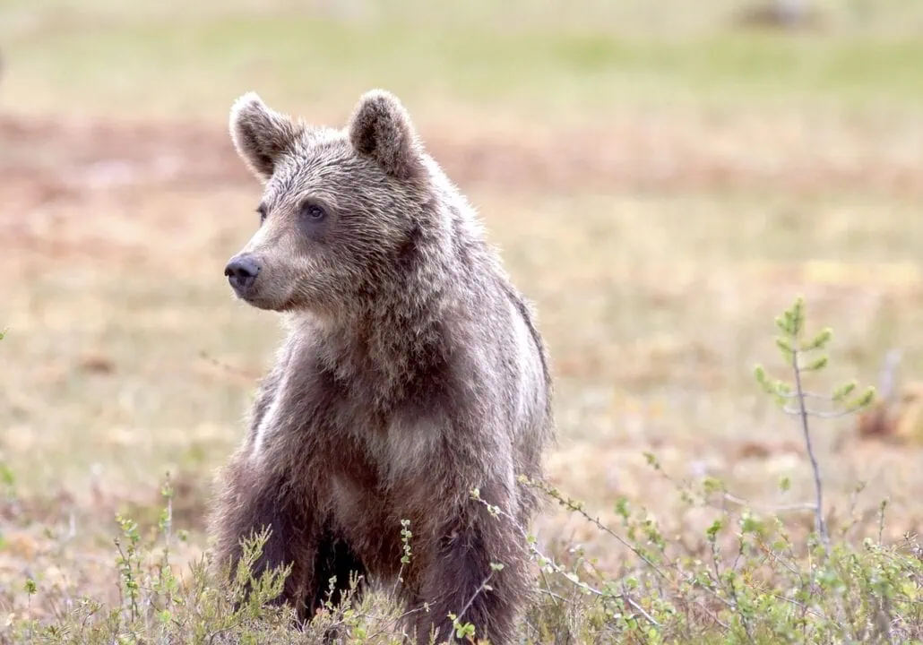 A young brown bear stands in a field near Haines, Alaska, surrounded by grass and small plants. The bear looks to the left, with its ears perked up. The background is blurred, capturing the peacefulness of this natural wonder not far from the cruise port.