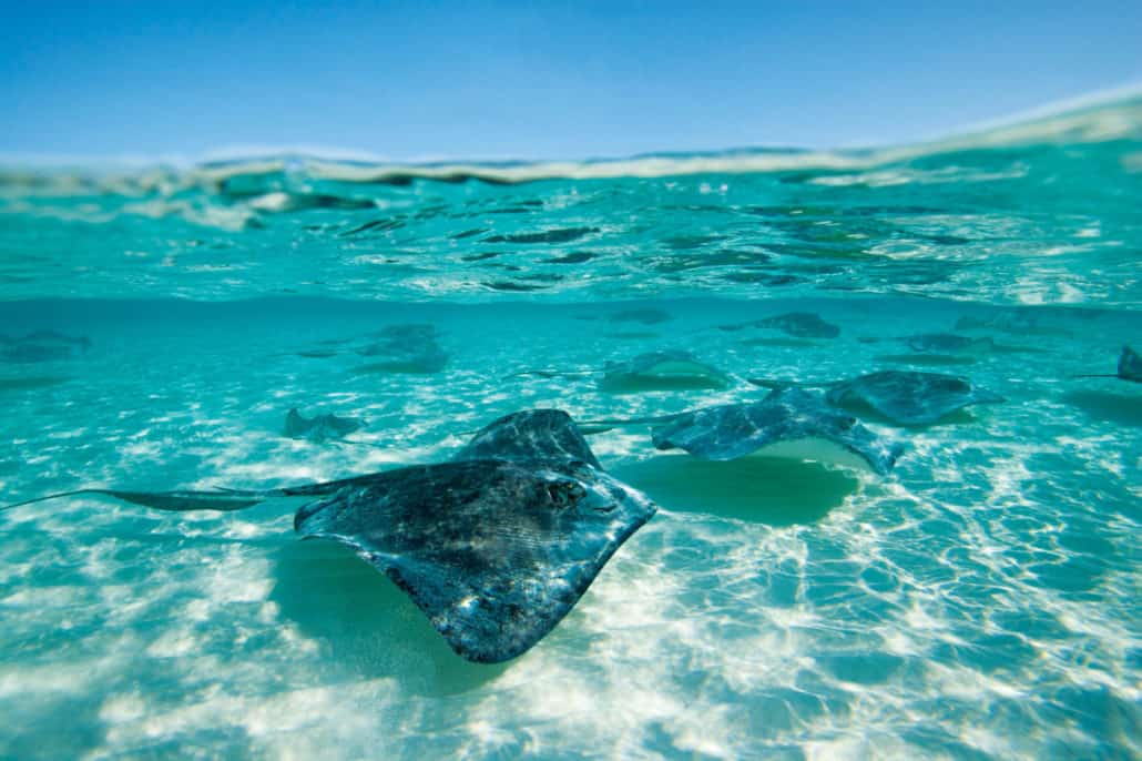 A group of stingrays glides gracefully near the sandy bottom in the clear, shallow turquoise waters of Grand Cayman, all set against a bright blue sky.