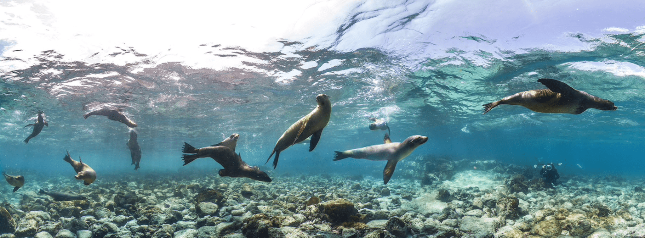 galapagos seals adventures by disney