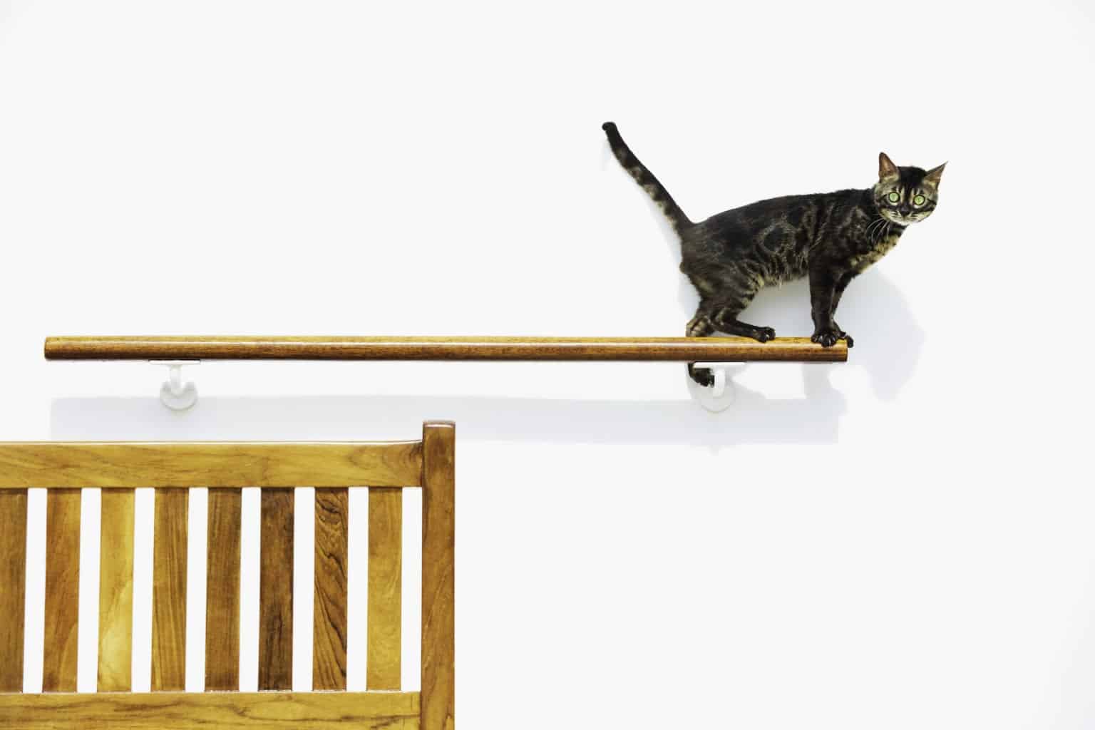 Pet Cruises on Queen Mary 2 Pet Policy and Bookings