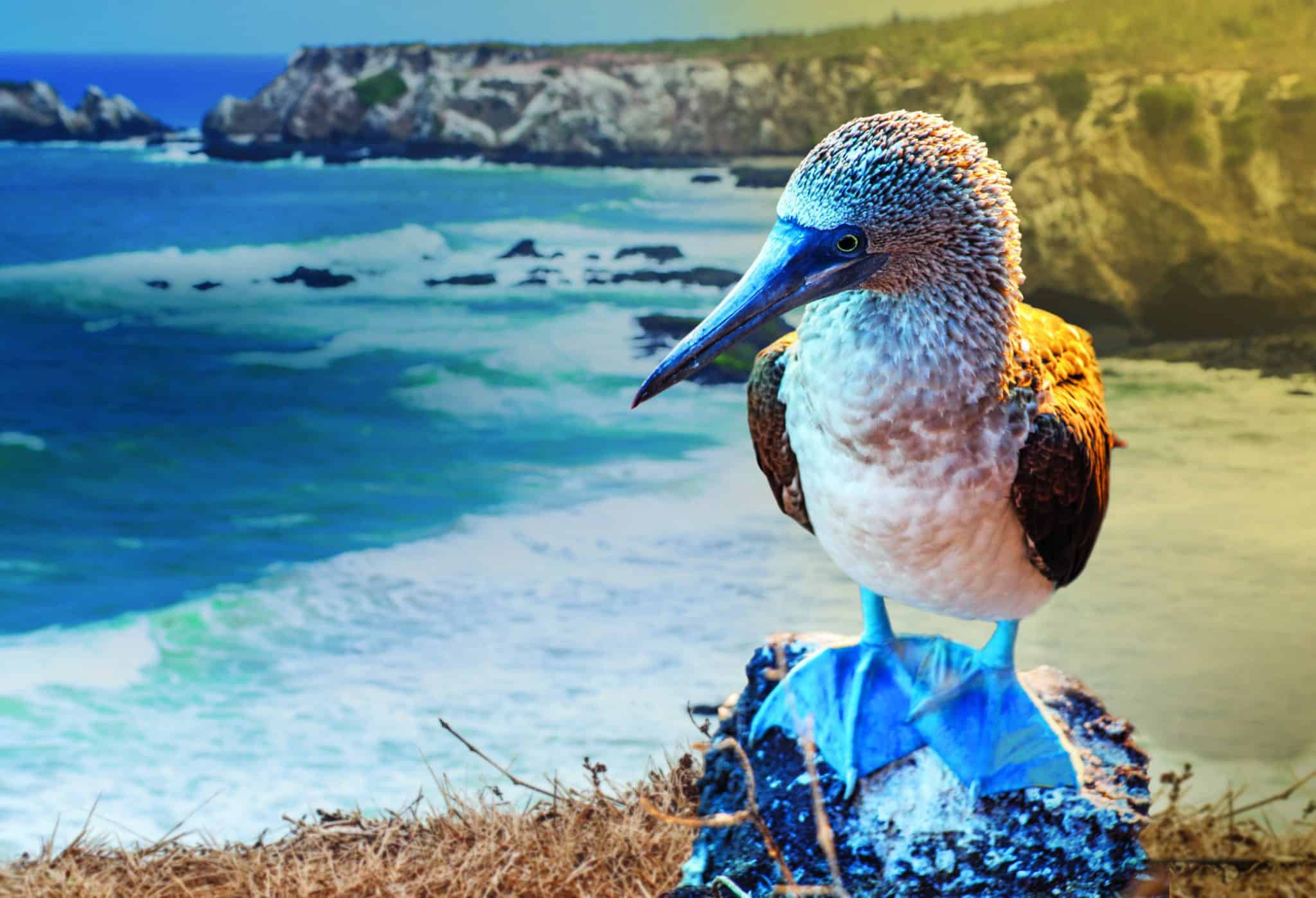 blue-footed booby bird