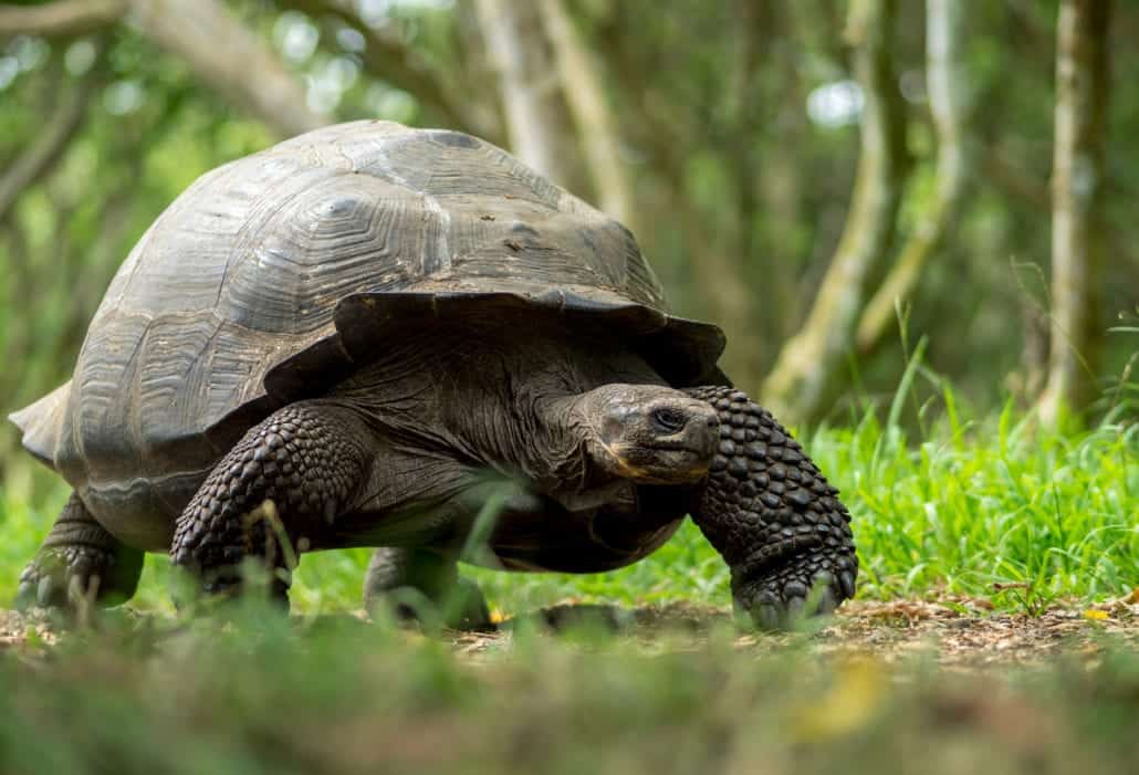 giant tortoise