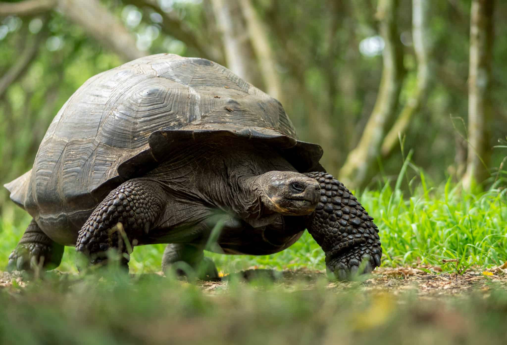 giant tortoise