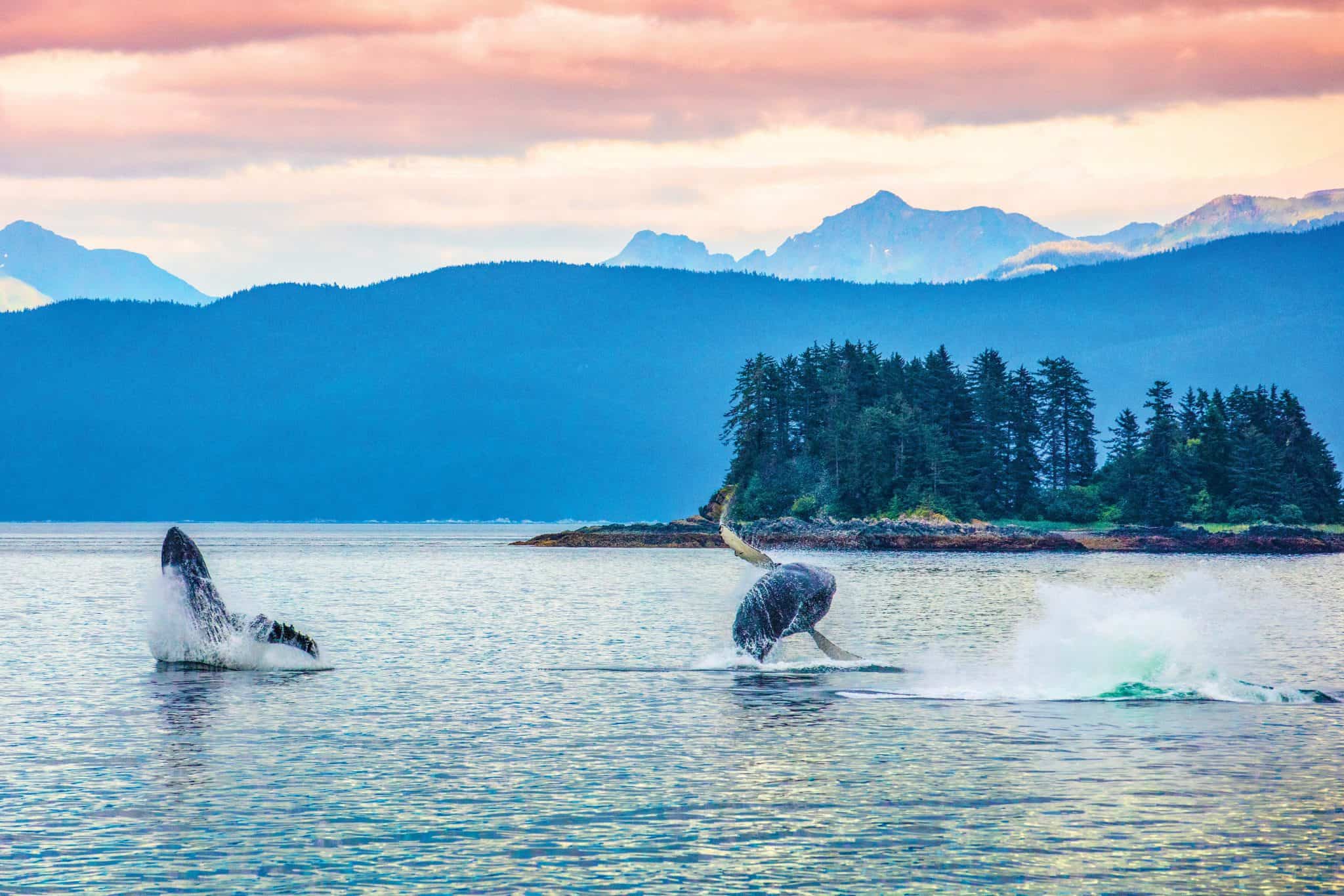 whales breaching in alaska lindblad expeditions