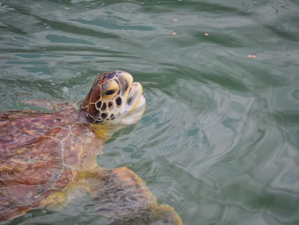 sea turtle hospital marathon key florida