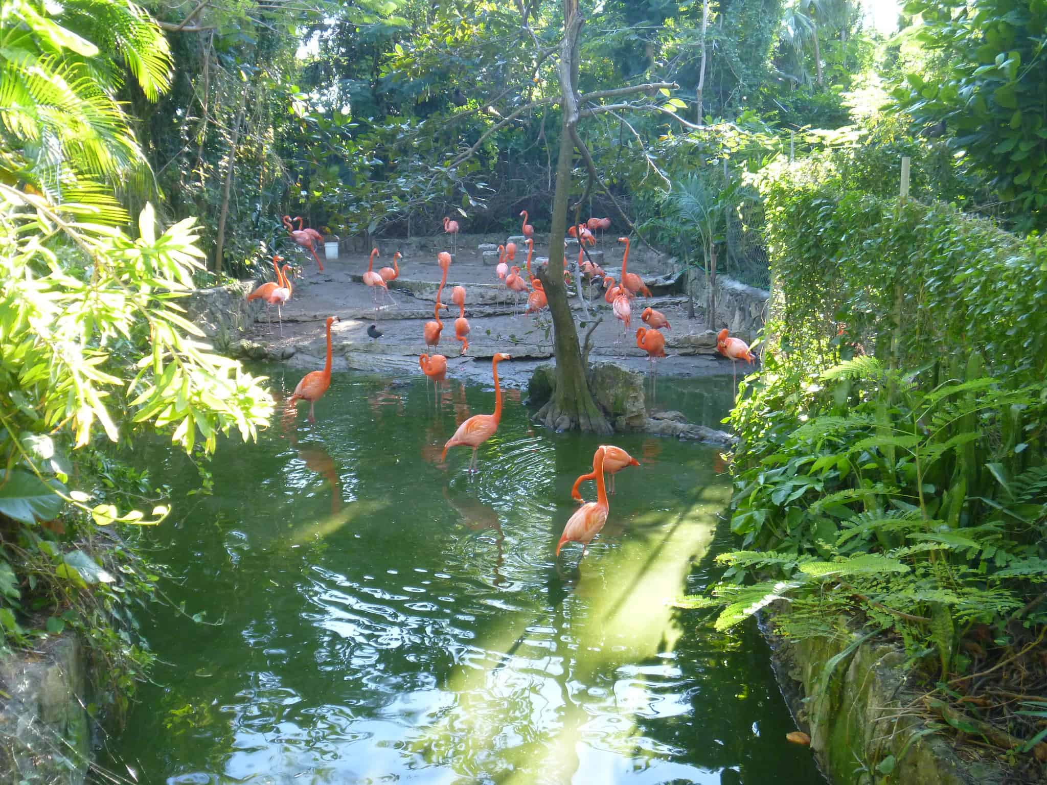 Ardastra Gardens nassau bahamas