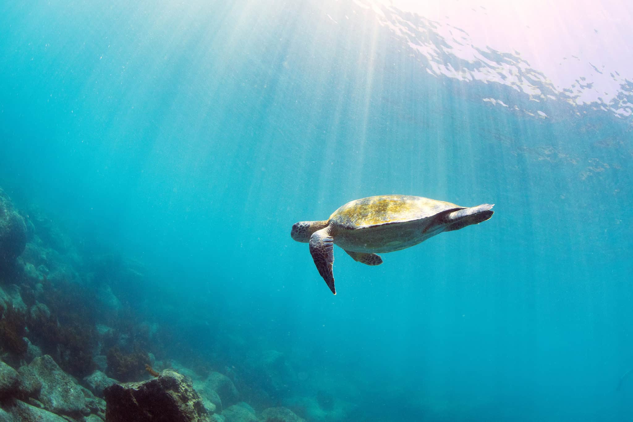 green sea turtle galapagos islands