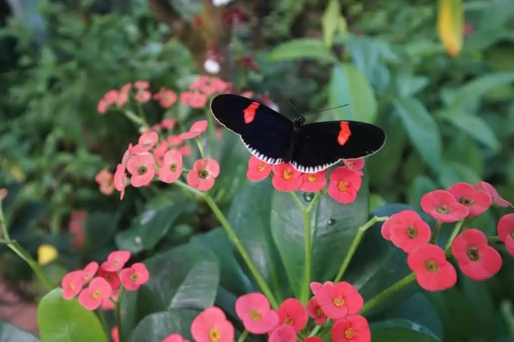 key west butterfly conservatory