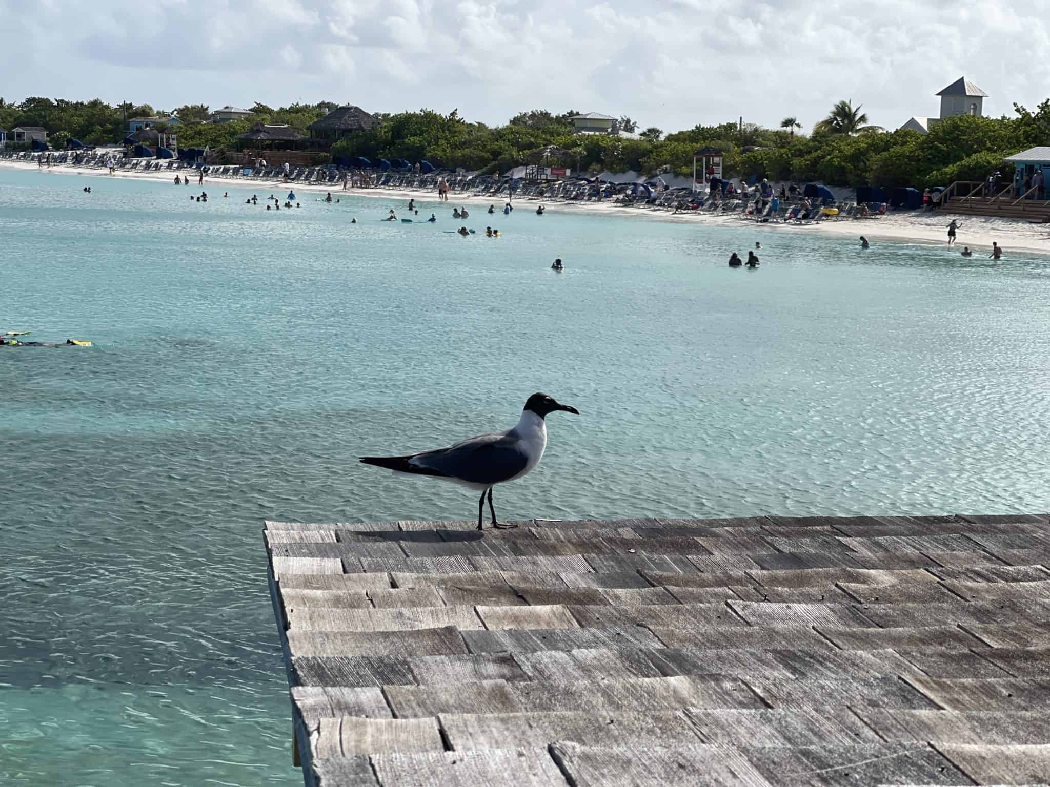 half moon cay beach bird