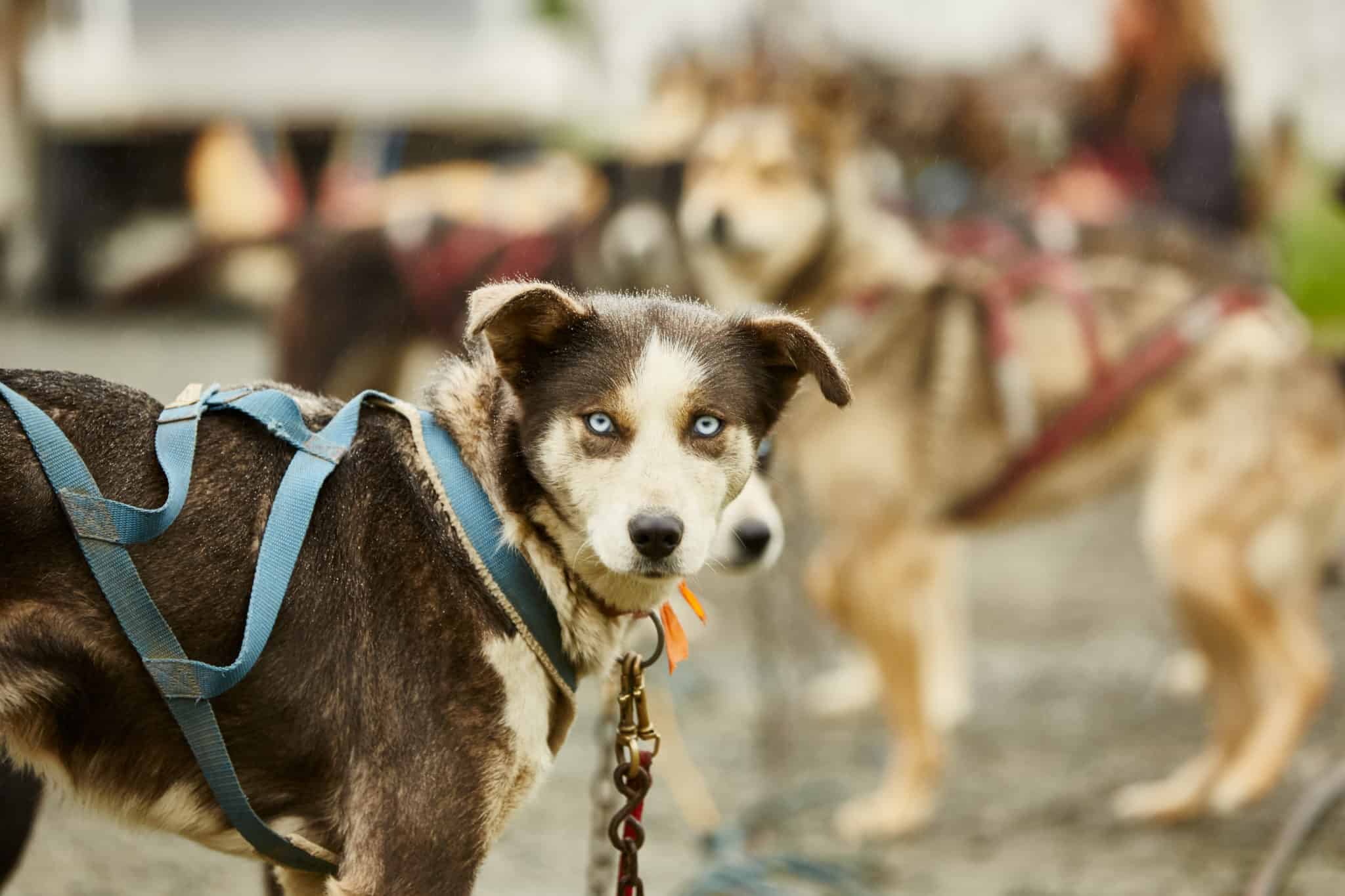 sled dog alaska princess cruises