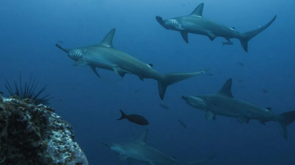 A group of hammerhead sharks swims in the ocean near a rocky coral formation, just off the Bimini Cruise Port. The water is a deep blue, and various smaller fish are also visible in the background.