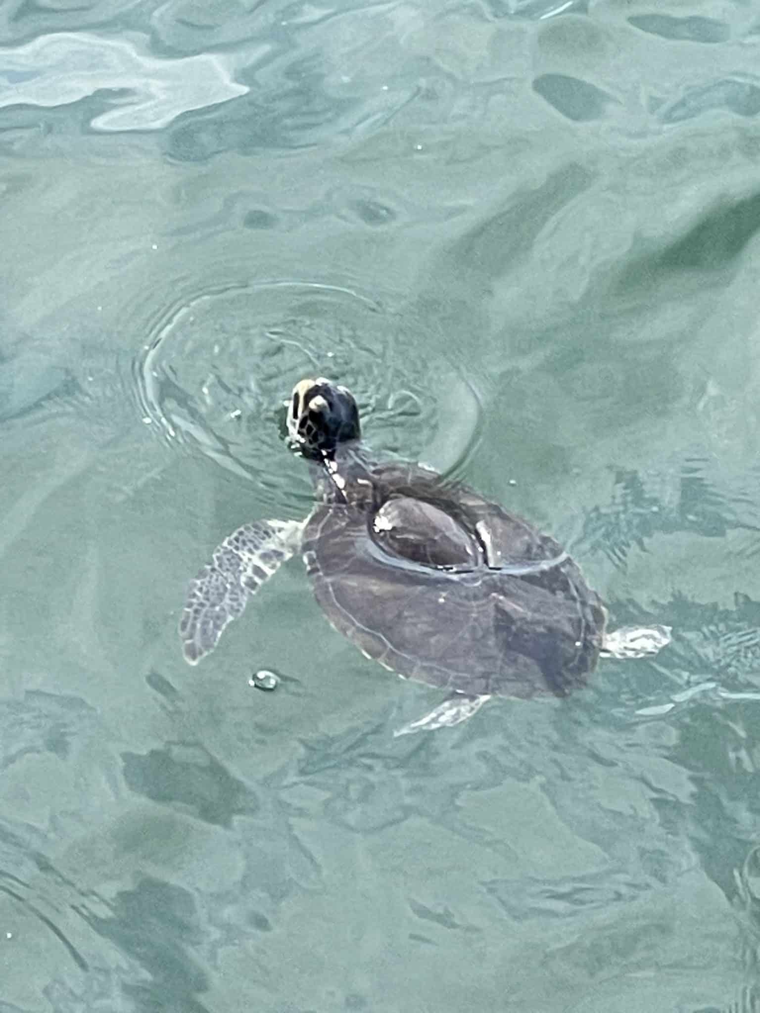 sea turtle port canaveral 