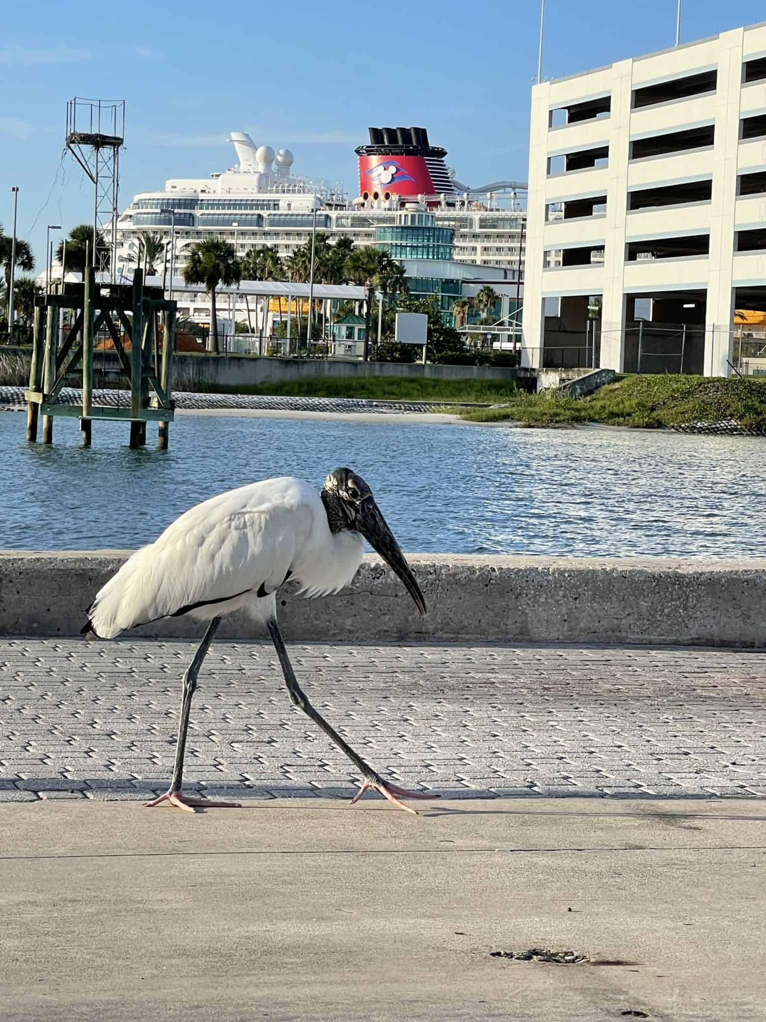 port canaveral bird disney ship