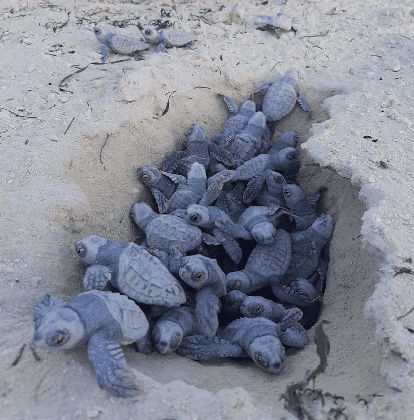 loggerhead sea turtle hatchlings