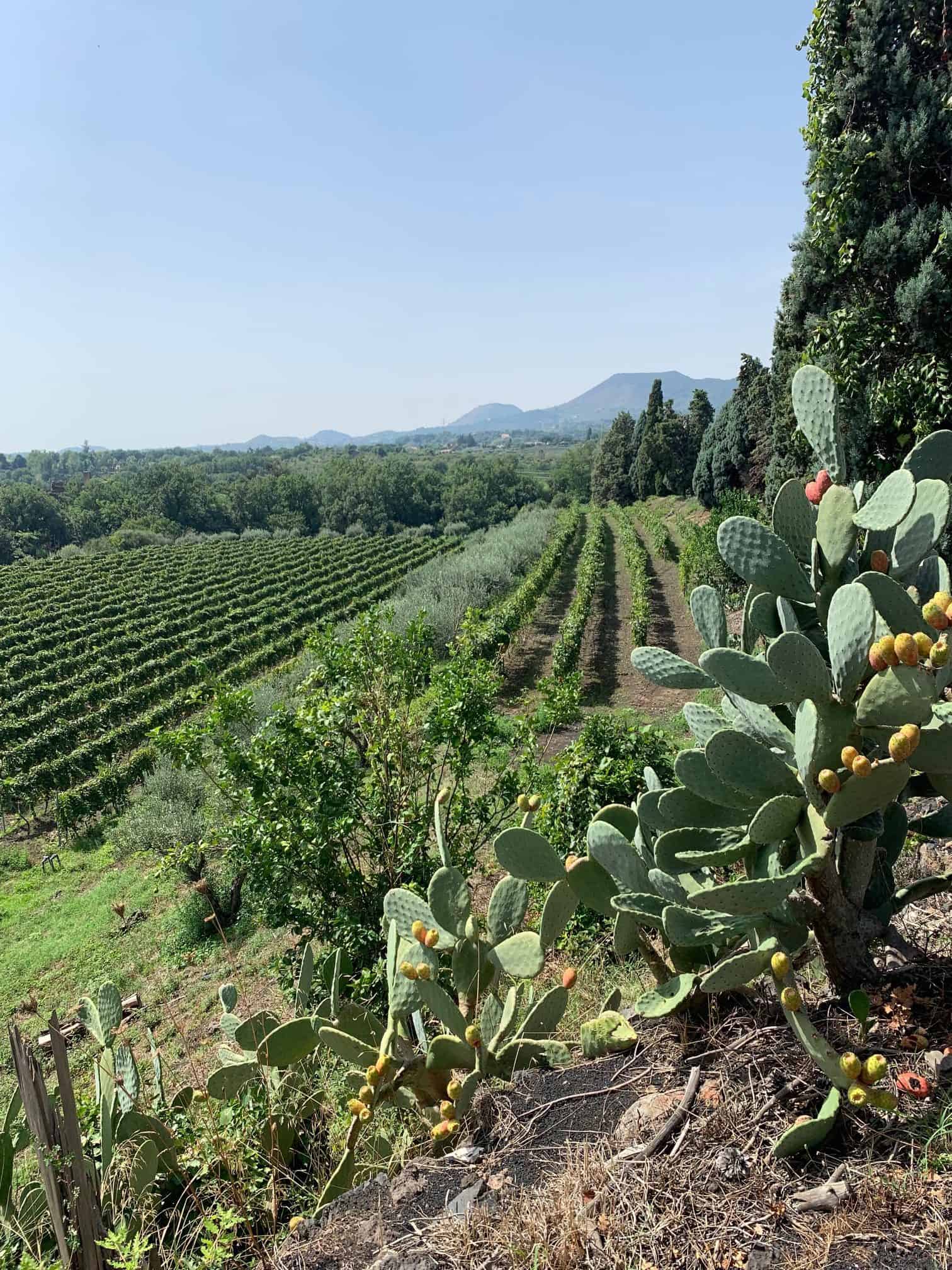 Grape vines, olive trees and prickly pear on the San Michel Estate.