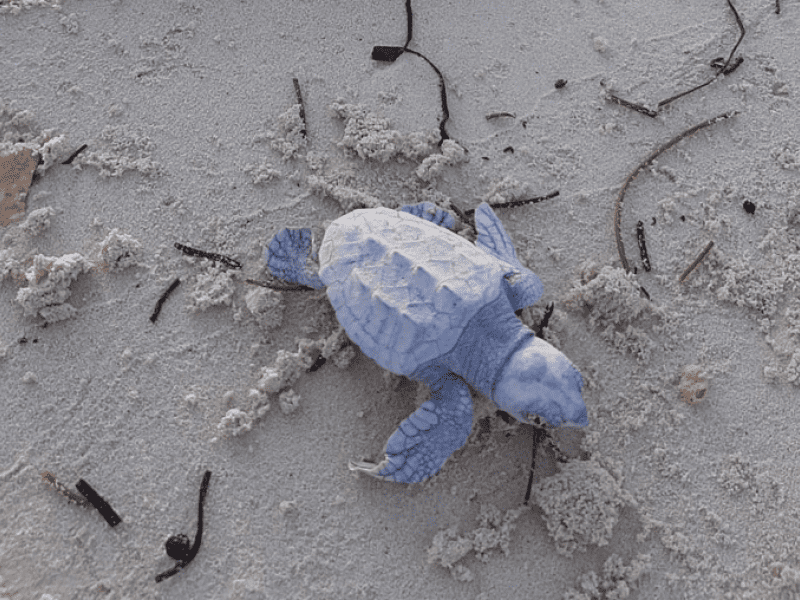 ocean cay msc cruises loggerhead sea turtle hatchlings