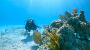ocean cay coral