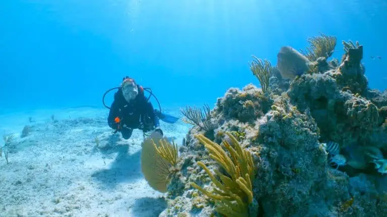 ocean cay coral