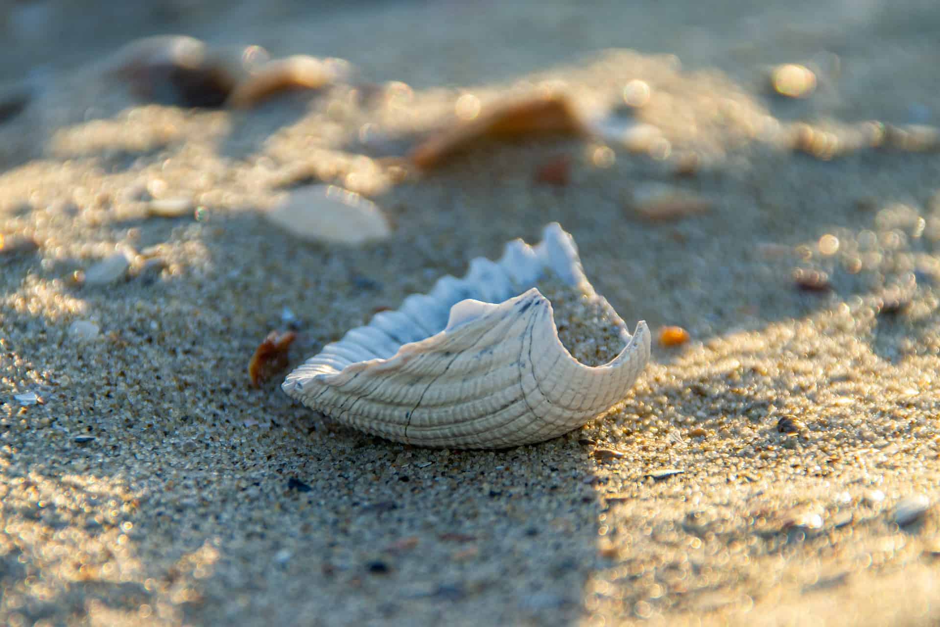 shells sand beach pixabay