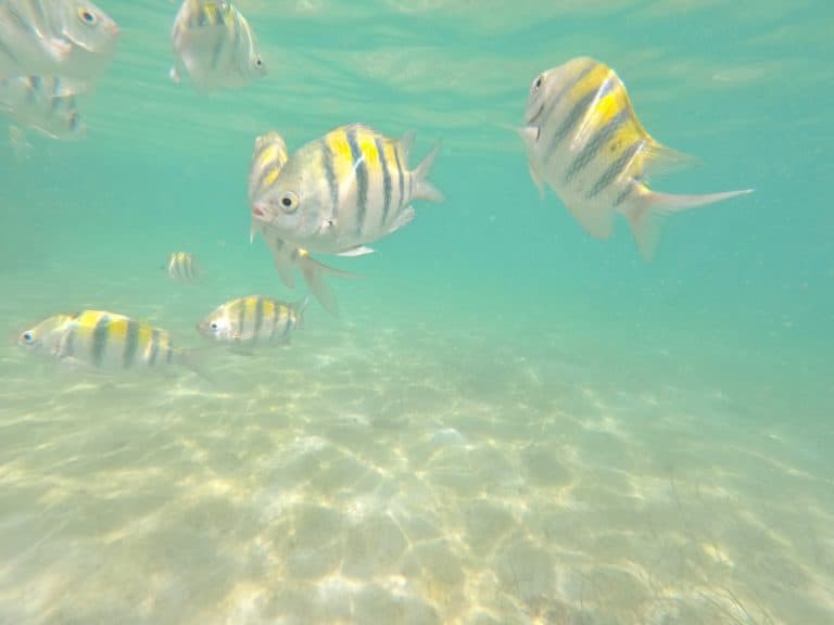 marine life at Half Moon Cay