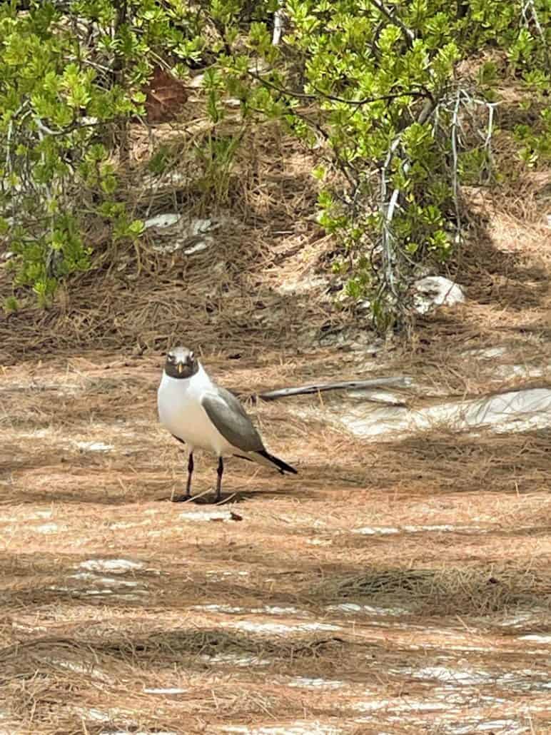 bird half moon cay bahamas