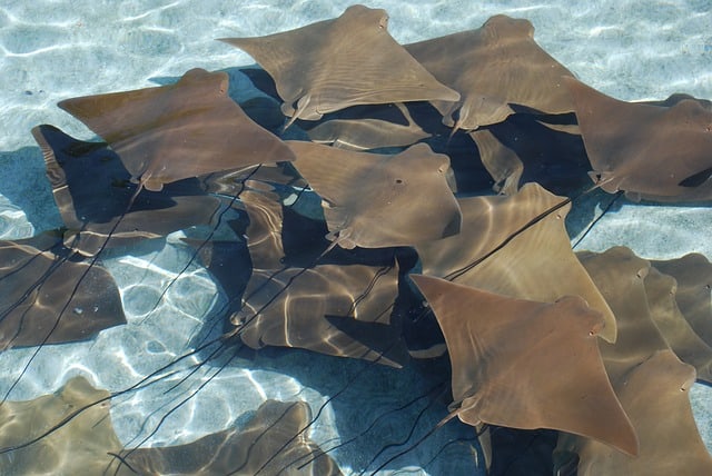 sting ray city