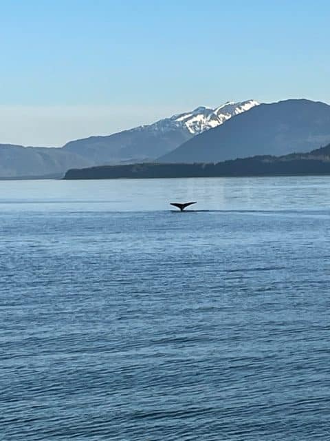 whale watching juneau alaska